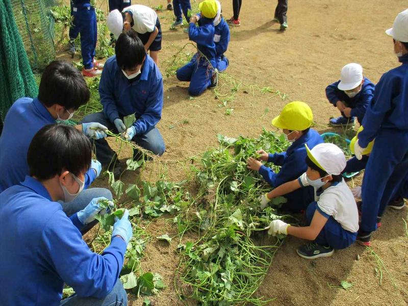 リース用のイモズル取り_R