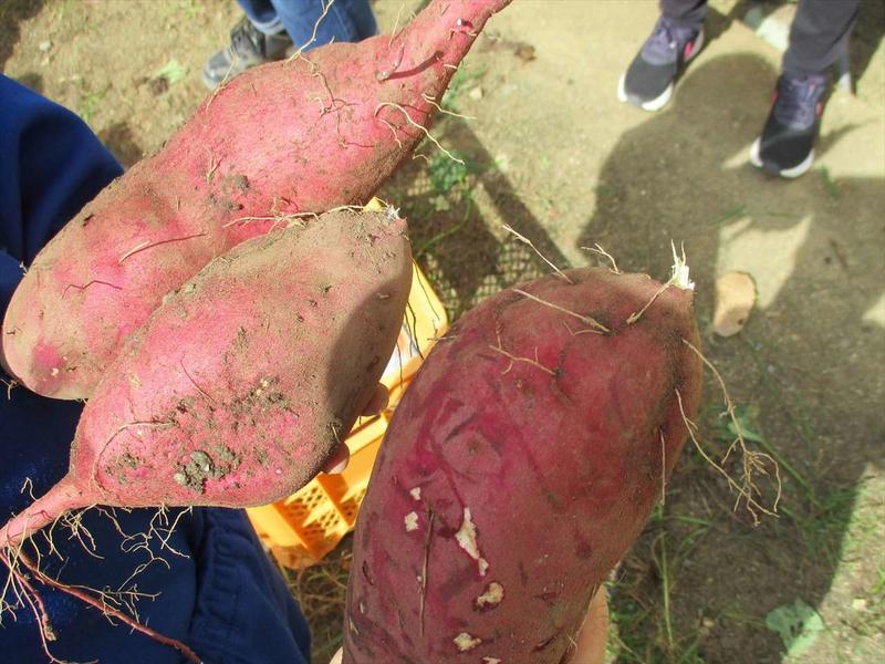 収穫したサツマイモ_R