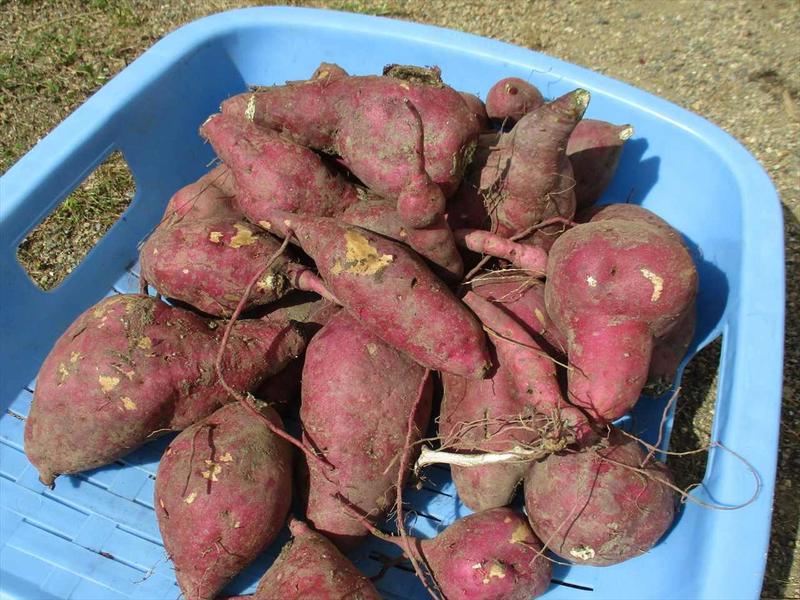 収穫したサツマイモ２_R