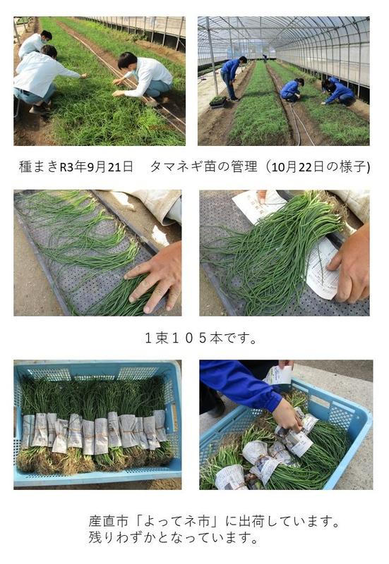 タマネギ苗管理出荷画像