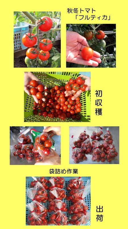 R3_秋冬トマト出荷